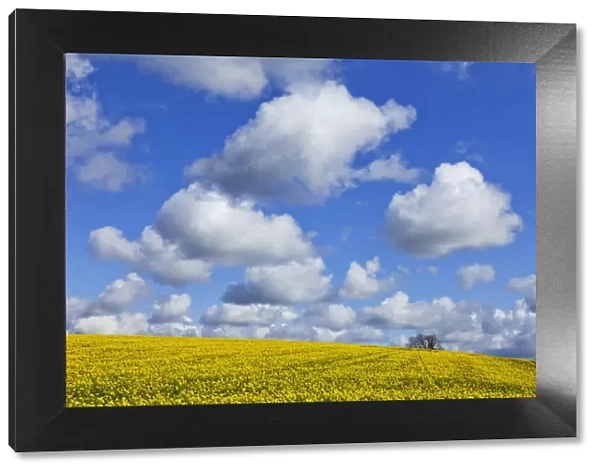 England, Hampshire, Rape Fields and Clouds