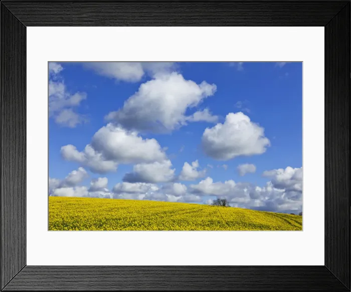 Framed Print : England, Hampshire, Rape Fields and Clouds Framed Print : England, Hampshire, Rape Fields and Clouds