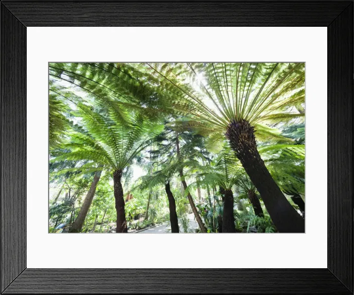 Framed Print : England, London, Richmond, Kew Gardens, Temperate House Framed Print : England, London, Richmond, Kew Gardens, Temperate House
