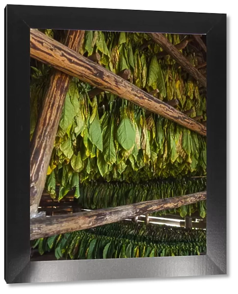 Cuba, Pinar del Rio Province, Vinales, Vinales Valley, curing tobacco leaves