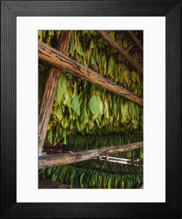 Framed Print : Cuba, Pinar del Rio Province, Vinales, Vinales Valley, curing tobacco leaves Framed Print : Cuba, Pinar del Rio Province, Vinales, Vinales Valley, curing tobacco leaves