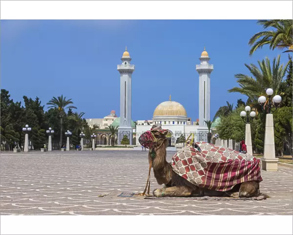 Tunisia, Monastir, Camel infront of Bourguiba mausoleum