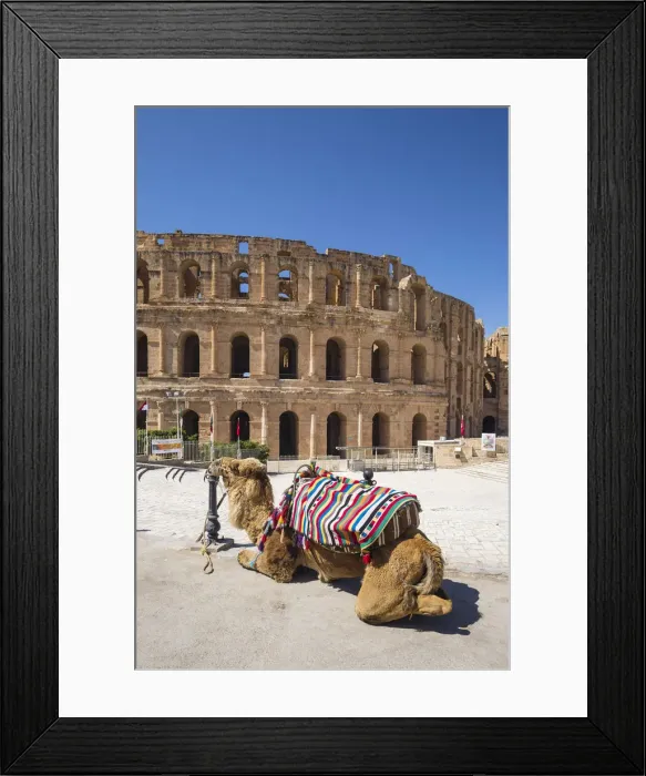 Framed Print : Tunisia, El Jem, Camel in front of Roman Amphitheatre Framed Print : Tunisia, El Jem, Camel in front of Roman Amphitheatre
