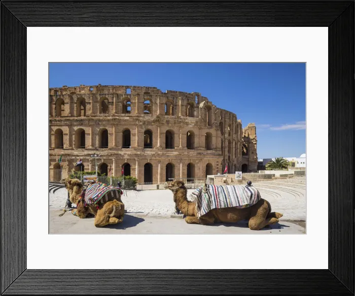Framed Print : Tunisia, El Jem, Camels in front of Roman Amphitheatre Framed Print : Tunisia, El Jem, Camels in front of Roman Amphitheatre
