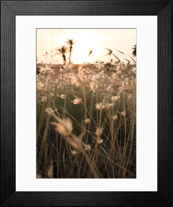 Framed Print : Africa, Tunisia, Kerkennah Islands, landscape at sunset Framed Print : Africa, Tunisia, Kerkennah Islands, landscape at sunset