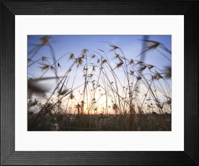 Framed Print : Africa, Tunisia, Kerkennah Islands, landscape at sunset Framed Print : Africa, Tunisia, Kerkennah Islands, landscape at sunset