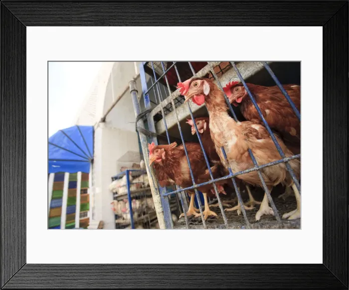 Framed Print : Africa, Tunisia, Kairouan, Old Medina (UNESCO World heritage Site), market Framed Print : Africa, Tunisia, Kairouan, Old Medina (UNESCO World heritage Site), market