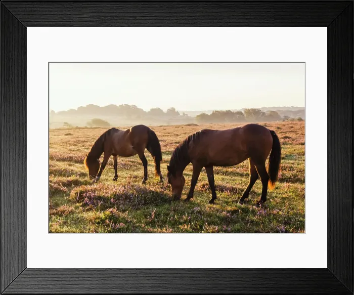 Framed Print : England, Hampshire, New Forest, Horses Grazing Framed Print : England, Hampshire, New Forest, Horses Grazing