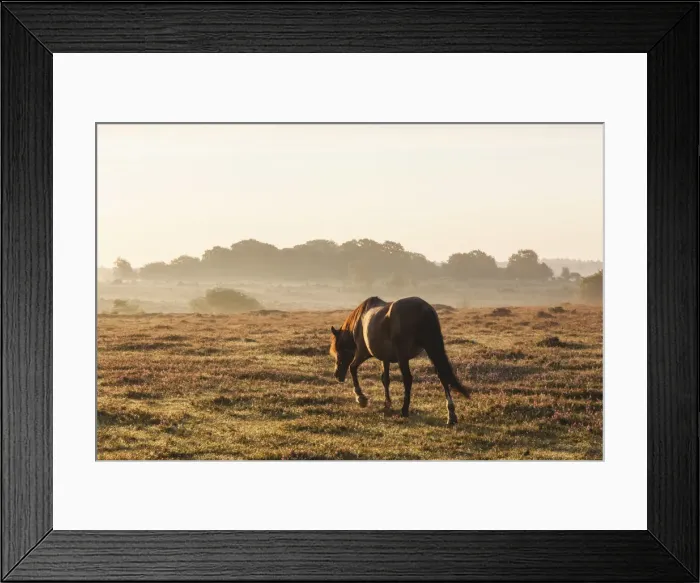 Framed Print : England, Hampshire, New Forest, Horse Grazing Framed Print : England, Hampshire, New Forest, Horse Grazing