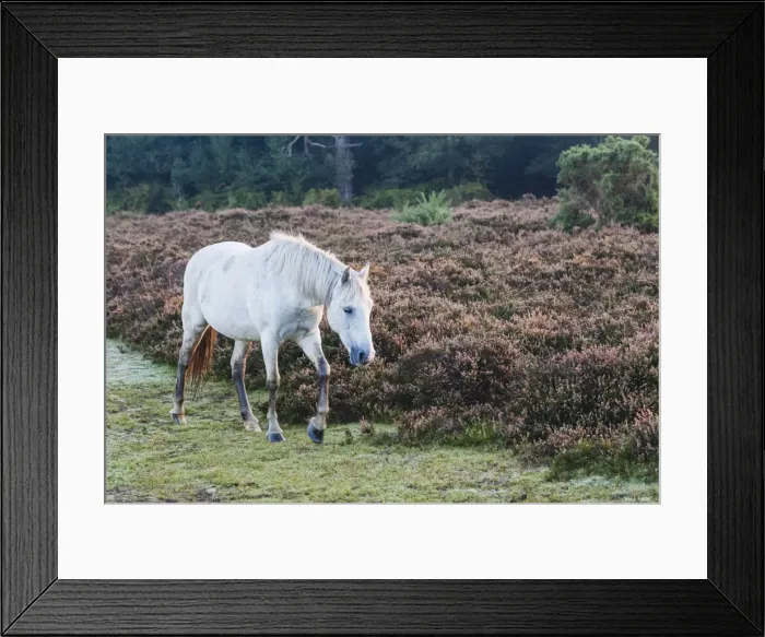 Framed Print : England, Hampshire, New Forest, Horse Walking and Woodland Framed Print : England, Hampshire, New Forest, Horse Walking and Woodland