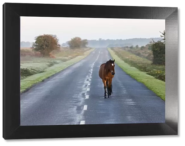 England, Hampshire, New Forest, Horse Walking on Road