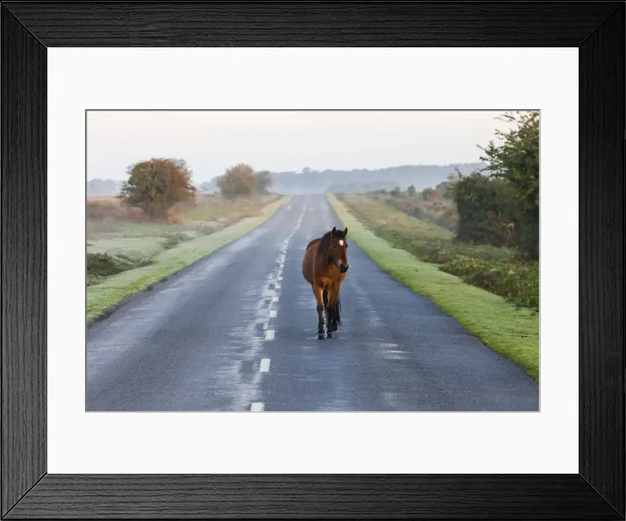 Framed Print : England, Hampshire, New Forest, Horse Walking on Road Framed Print : England, Hampshire, New Forest, Horse Walking on Road