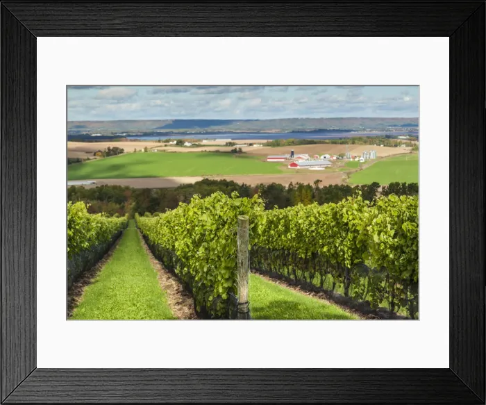 Framed Print : Canada, Nova Scotia, Annapolis Valley, Wolfville, a local vineyard Framed Print : Canada, Nova Scotia, Annapolis Valley, Wolfville, a local vineyard