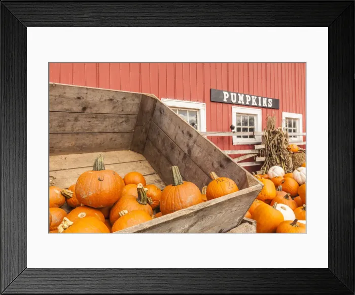 Framed Print : Canada, Nova Scotia, Annapolis Valley, Wolfville, pumpkin farm, autumn Framed Print : Canada, Nova Scotia, Annapolis Valley, Wolfville, pumpkin farm, autumn