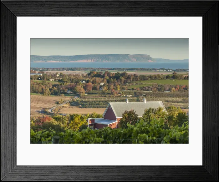 Framed Print : Canada, Nova Scotia, Annapolis Valley, Wolfville, a local vineyard Framed Print : Canada, Nova Scotia, Annapolis Valley, Wolfville, a local vineyard