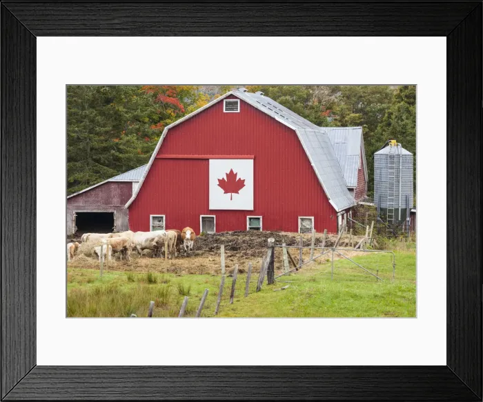 Framed Print : Canada, Nova Scotia, East Bay, barn with Canadian flag, autumn Framed Print : Canada, Nova Scotia, East Bay, barn with Canadian flag, autumn