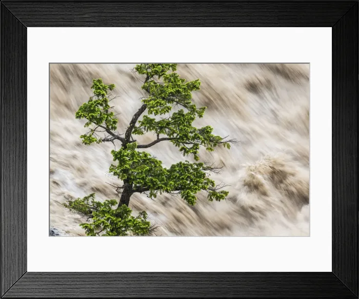 Framed Print : Tree & river in flood, Banff, Alberta, Canada Framed Print : Tree & river in flood, Banff, Alberta, Canada
