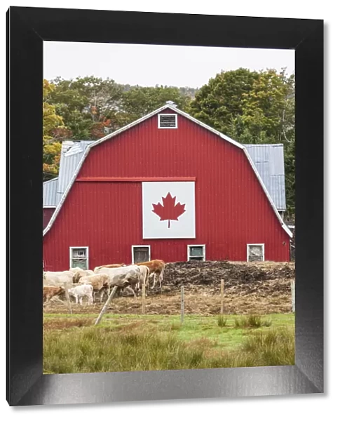 Canada, Nova Scotia, East Bay, barn with Canadian flag, autumn
