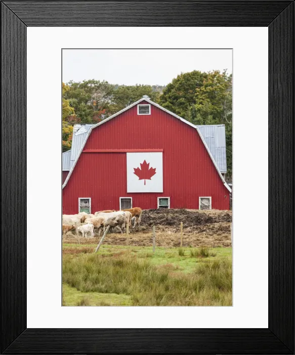 Framed Print : Canada, Nova Scotia, East Bay, barn with Canadian flag, autumn Framed Print : Canada, Nova Scotia, East Bay, barn with Canadian flag, autumn