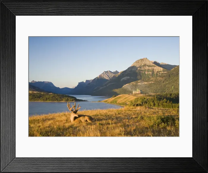Framed Print : Mule Deer and Prince of Wales Hotel, Waterton Lakes National Park, Alberta, Canada Framed Print : Mule Deer and Prince of Wales Hotel, Waterton Lakes National Park, Alberta, Canada
