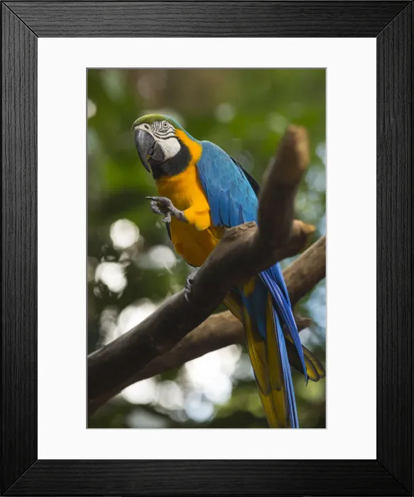 Framed Print : Macaw in the Parque das Aves (bird park), Iguacu Falls, Parana State, Brazilparrot Framed Print : Macaw in the Parque das Aves (bird park), Iguacu Falls, Parana State, Brazilparrot