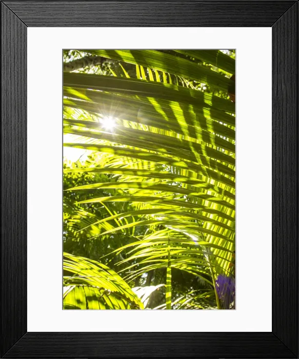 Framed Print : Parque das Aves (bird park), Iguacu Falls, Parana State, Brazil Framed Print : Parque das Aves (bird park), Iguacu Falls, Parana State, Brazil