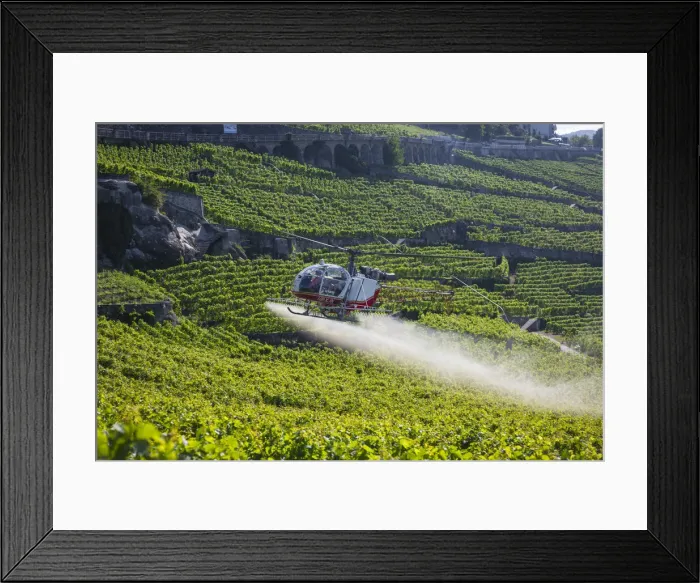 Framed Print : Helicopter spraying vines, Vineyards above Vevey, Lake Geneva, Vaud, Switzerland Framed Print : Helicopter spraying vines, Vineyards above Vevey, Lake Geneva, Vaud, Switzerland
