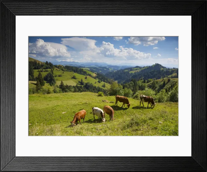 Framed Print : Grazing cows, Emmental Valley and Swiss alps in the background, Berner Oberland Framed Print : Grazing cows, Emmental Valley and Swiss alps in the background, Berner Oberland