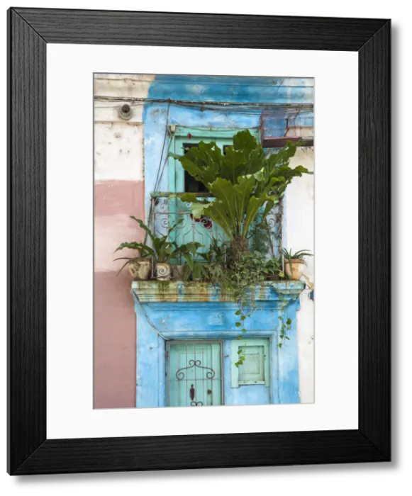 Framed Print : Cuba, Havana, Havana Vieje, Plants of house balcony