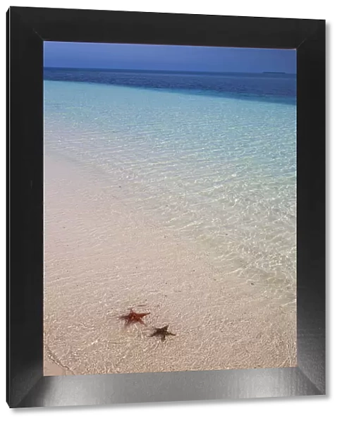 Cuba, Pinar del Raio Province, Cayo Levisa, Starfish on white sand beach