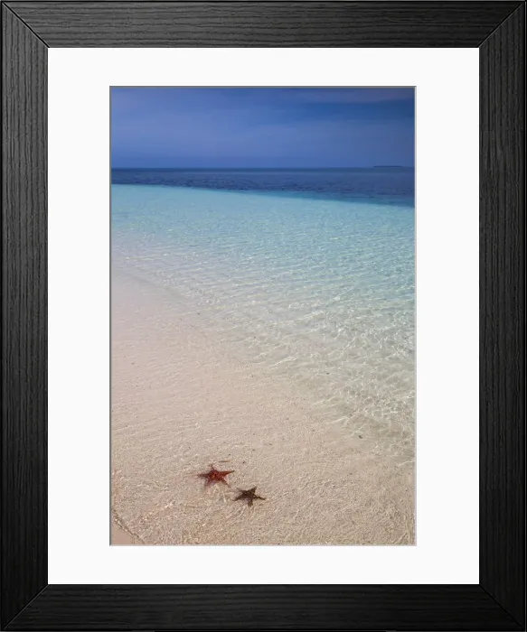 Framed Print : Cuba, Pinar del Raio Province, Cayo Levisa, Starfish on white sand beach Framed Print : Cuba, Pinar del Raio Province, Cayo Levisa, Starfish on white sand beach