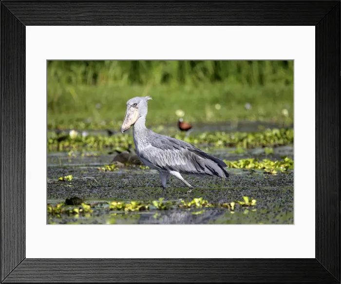 Framed Print : Shoebill (Balaeniceps rex), Lake Albert (Albert Nyanza), Uganda, East Africa Framed Print : Shoebill (Balaeniceps rex), Lake Albert (Albert Nyanza), Uganda, East Africa