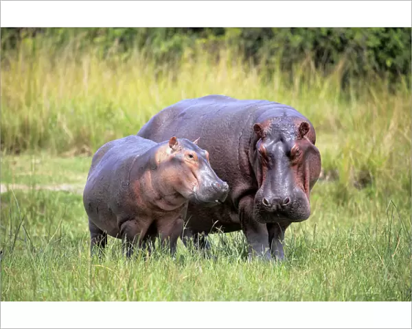 Hippo (Hippopotamus amphibius), Murchison Falls national park, Uganda, East Africa