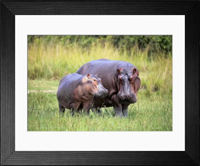Framed Print : Hippo (Hippopotamus amphibius), Murchison Falls national park, Uganda, East Africa Framed Print : Hippo (Hippopotamus amphibius), Murchison Falls national park, Uganda, East Africa
