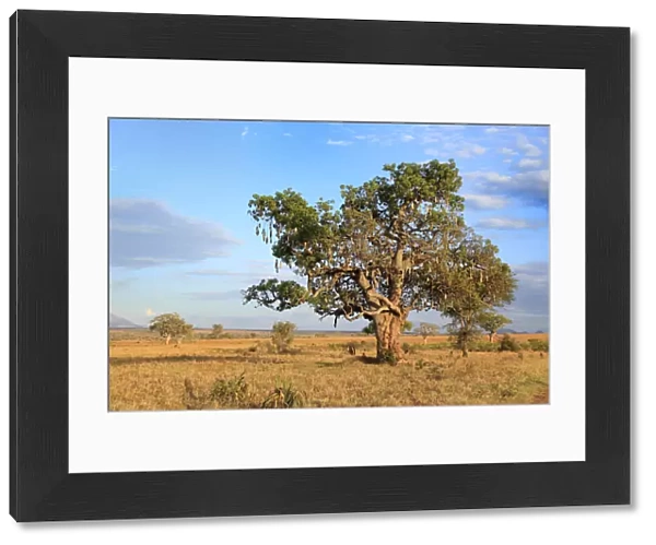 Lonely tree in savanna, Kidepo national park, Uganda, East Africa