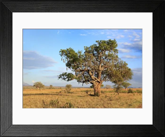 Framed Print : Lonely tree in savanna, Kidepo national park, Uganda, East Africa