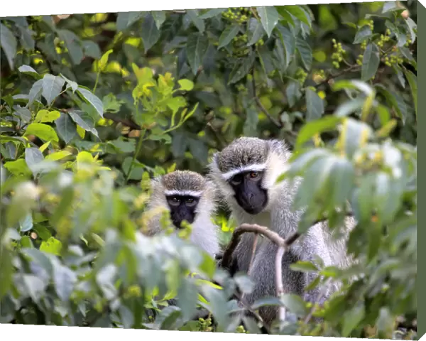 Vervet Monkey (Chlorocebus pygerythrus), Uganda, East Africa