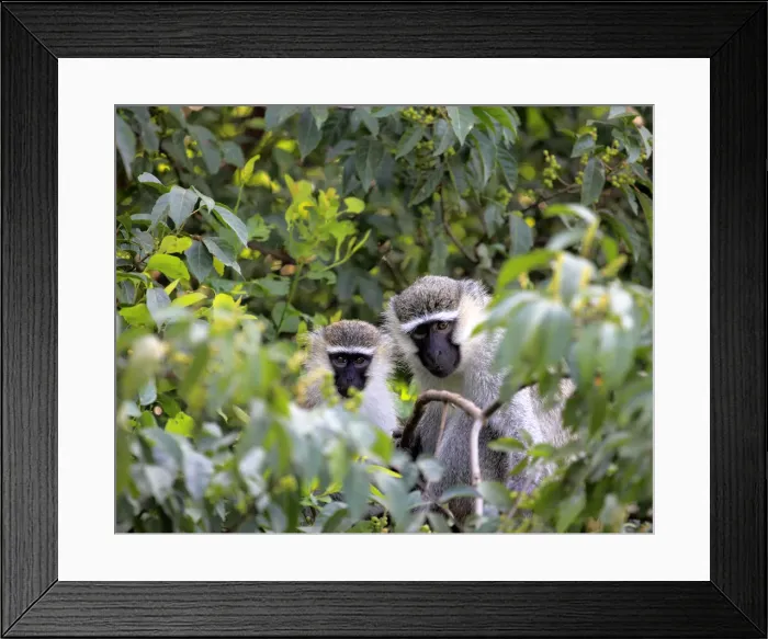 Framed Print : Vervet Monkey (Chlorocebus pygerythrus), Uganda, East Africa Framed Print : Vervet Monkey (Chlorocebus pygerythrus), Uganda, East Africa