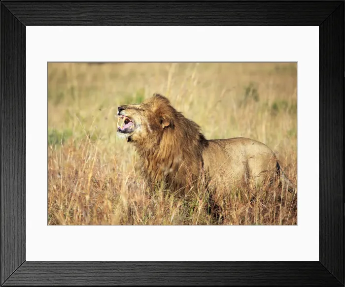 Framed Print : Lion (Panthera leo), Kidepo national park, Uganda, East Africa Framed Print : Lion (Panthera leo), Kidepo national park, Uganda, East Africa