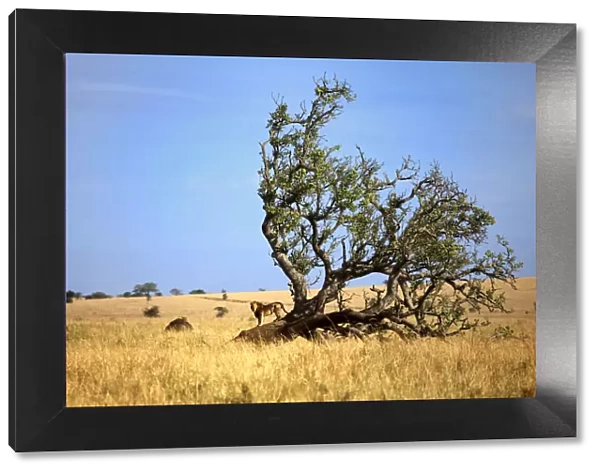 Lonely tree in savanna and lion, Kidepo national park, Uganda, East Africa