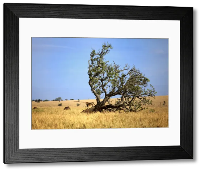 Framed Print : Lonely tree in savanna and lion, Kidepo national park, Uganda, East Africa Framed Print : Lonely tree in savanna and lion, Kidepo national park, Uganda, East Africa