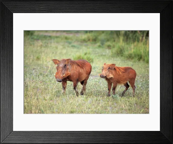 Framed Print : Common Warthog (Phacochoerus africanus), Murchison Falls national park, Uganda, East Framed Print : Common Warthog (Phacochoerus africanus), Murchison Falls national park, Uganda, East