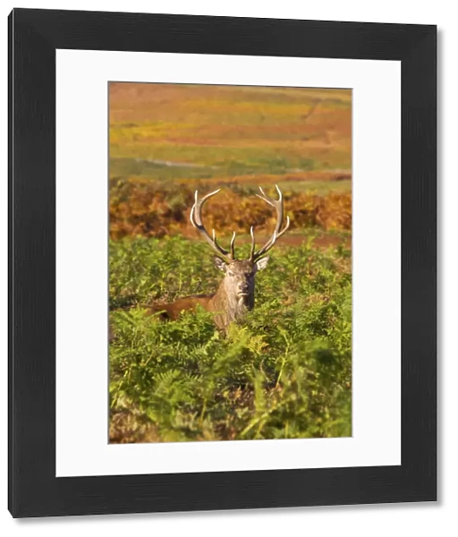 Deer, Bradgate Park, Leicestershire, England