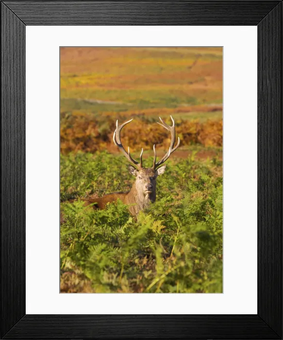 Framed Print : Deer, Bradgate Park, Leicestershire, England