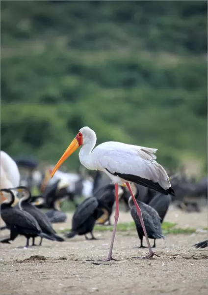 Marabou Stork (Leptoptilos crumeniferus), Queen Elizabeth National Park, Uganda, East