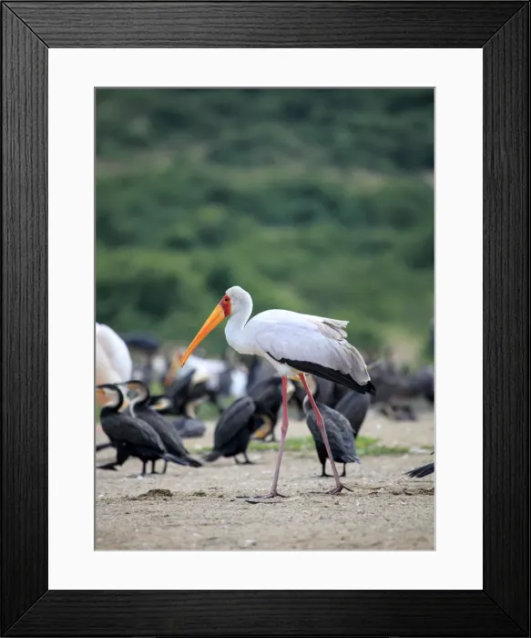 Framed Print : Marabou Stork (Leptoptilos crumeniferus), Queen Elizabeth National Park, Uganda, East Framed Print : Marabou Stork (Leptoptilos crumeniferus), Queen Elizabeth National Park, Uganda, East