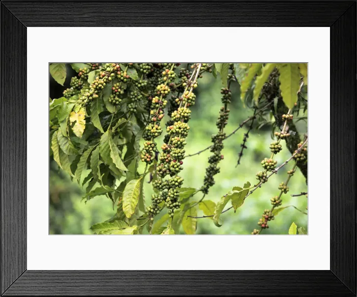 Framed Print : Coffee plant, Uganda Framed Print : Coffee plant, Uganda
