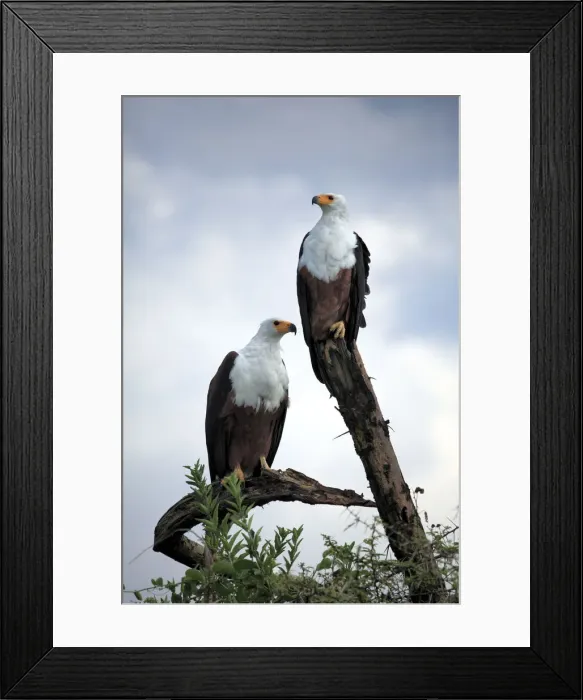 Framed Print : African Fish Eagle (Haliaeetus vocifer), Queen Elizabeth National Park, Uganda, East Framed Print : African Fish Eagle (Haliaeetus vocifer), Queen Elizabeth National Park, Uganda, East