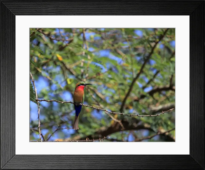Framed Print : Bee-eater, Lake Albert (Albert Nyanza), Uganda, East Africa Framed Print : Bee-eater, Lake Albert (Albert Nyanza), Uganda, East Africa