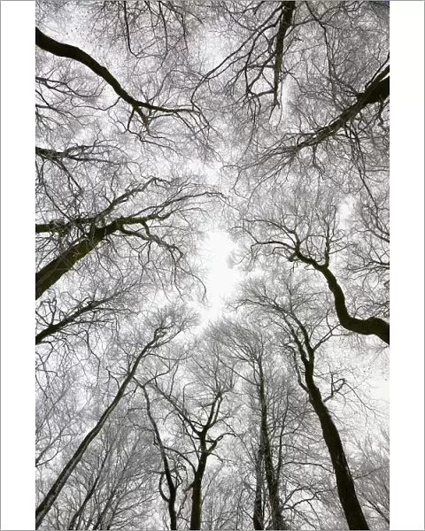 Looking up at winter tree canopy, Gloucestershire, UK